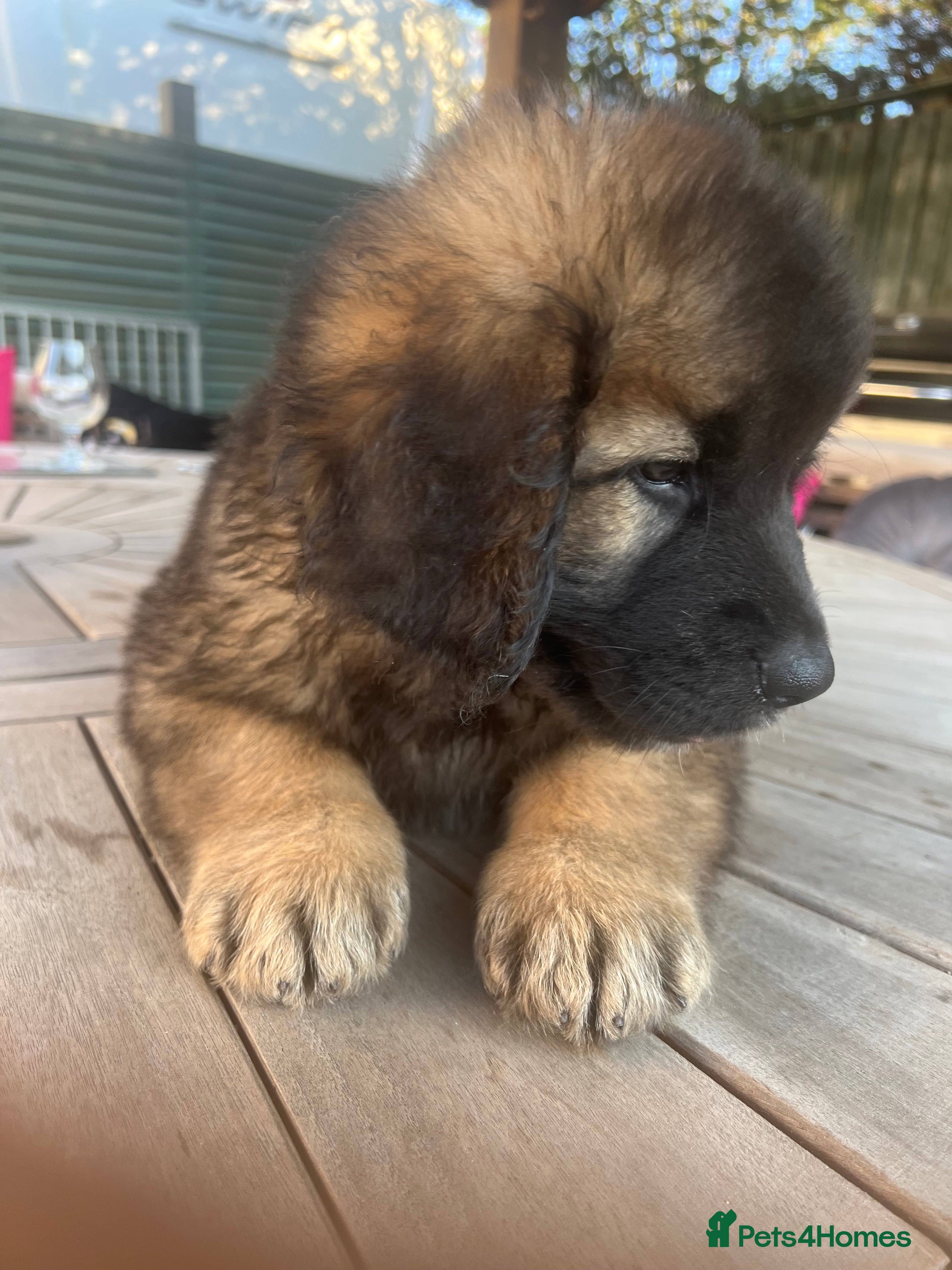 Leonberger dogs Leonberger puppies for sale  - exceptional quality - Advert 2