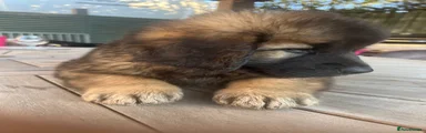 Leonberger 2