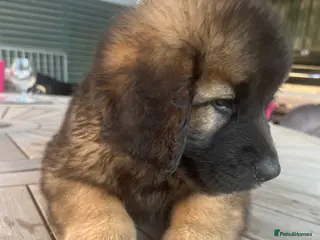 Leonberger dogs Leonberger puppies for sale - exceptional quality - Advert 2