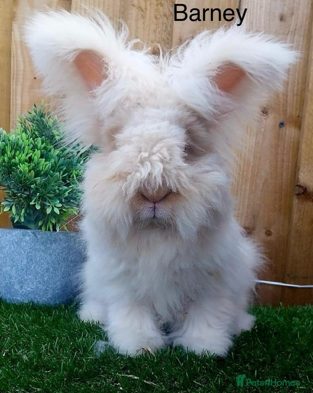 Angora rabbits for sale: Poor little man... - Image 23