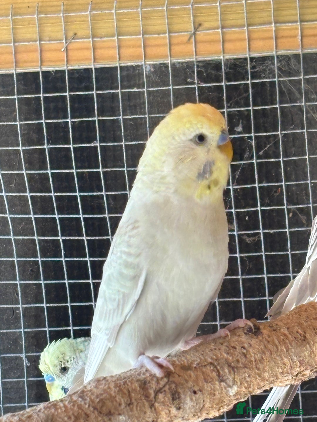 Budgerigars birds for sale: Budgies - Image 2