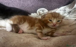Domestic Shorthair cats for sale: Ginger kitten  - Image 2