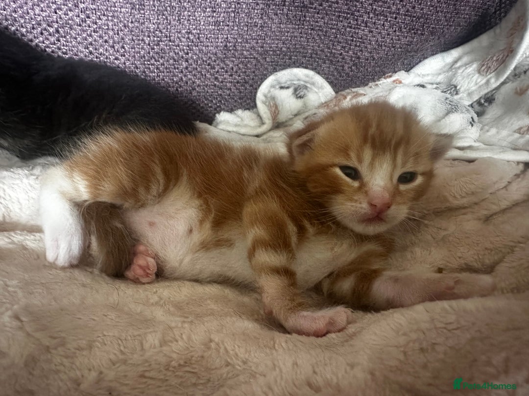 Domestic Shorthair cats for sale: Ginger kitten  - Image 2