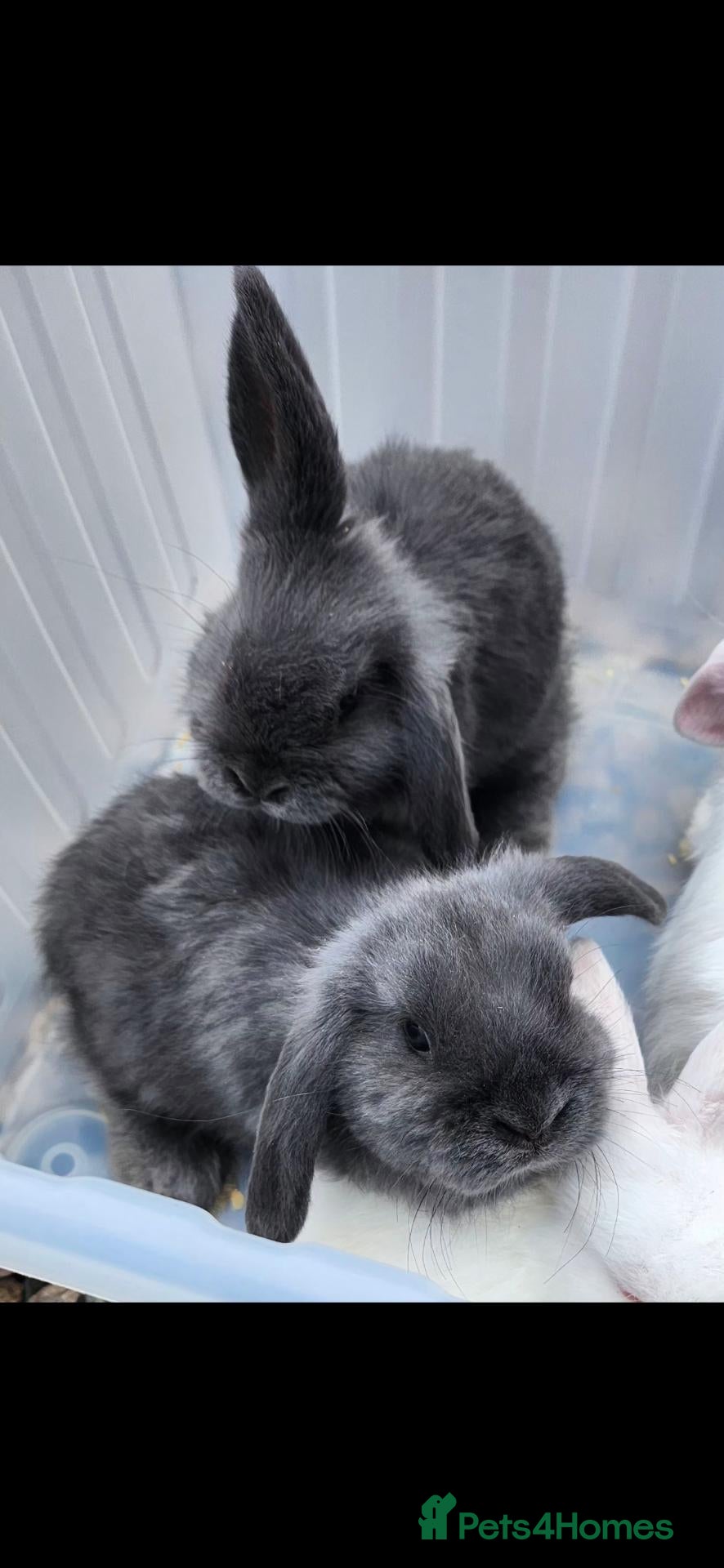 Mini Lop rabbits Mini lops  - Advert 1