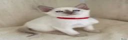 Siamese cats for sale: GCCF Registered Traditional Siamese Kittens  - Advert 16
