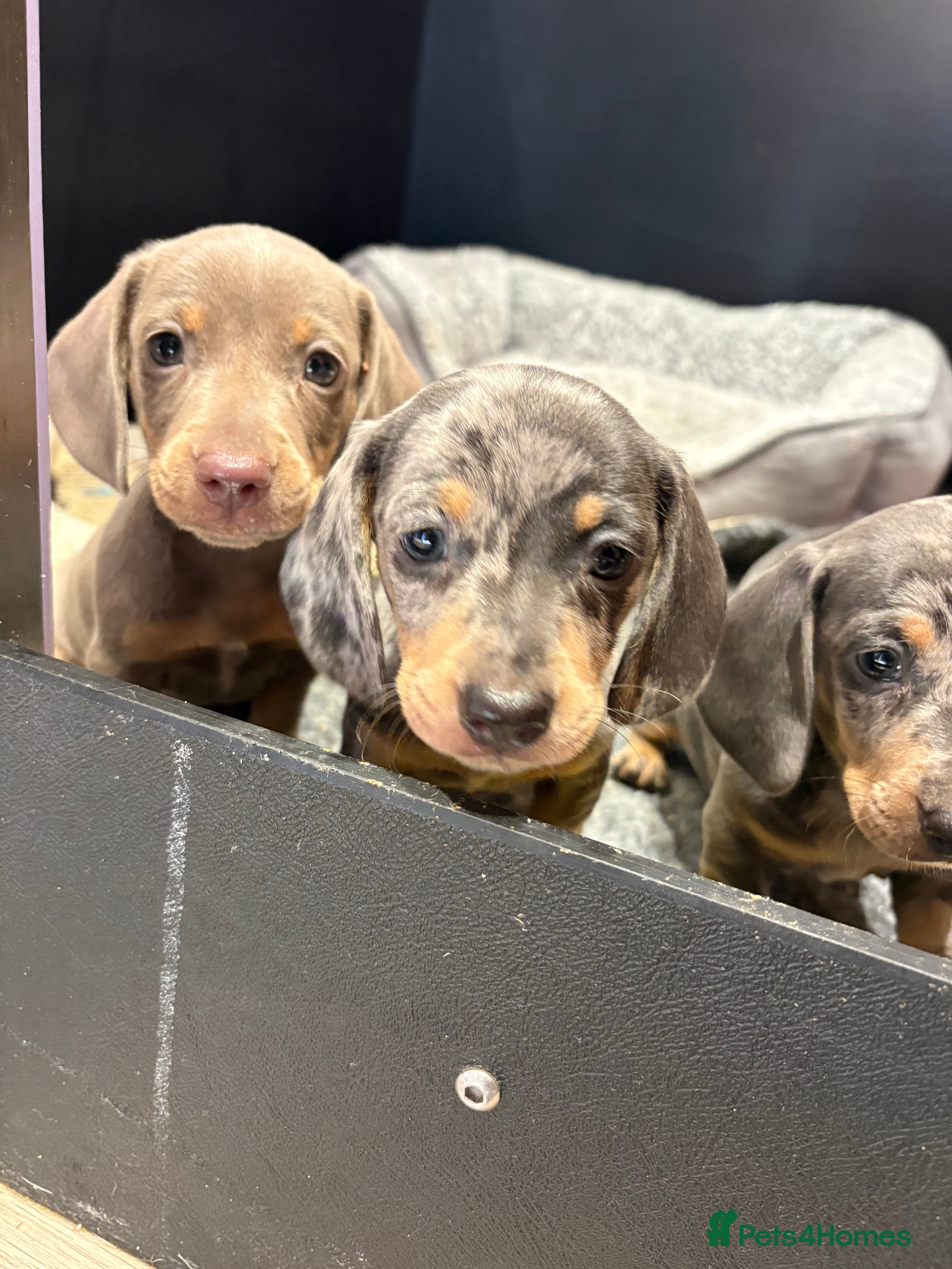 Miniature Dachshund dogs Mini KC Dachshund PUPS READY THIS WEEKEND  - Advert 2