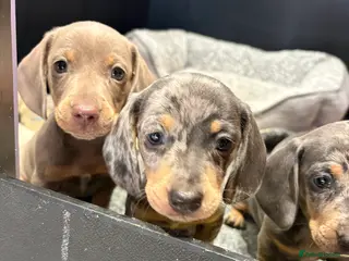 Miniature Dachshund dogs Mini KC Dachshund PUPS READY THIS WEEKEND - Advert 16