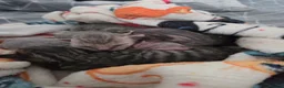 Devon Rex cats for sale: 💛 Beautiful Devon Rex Kittens 💛 - Advert 8