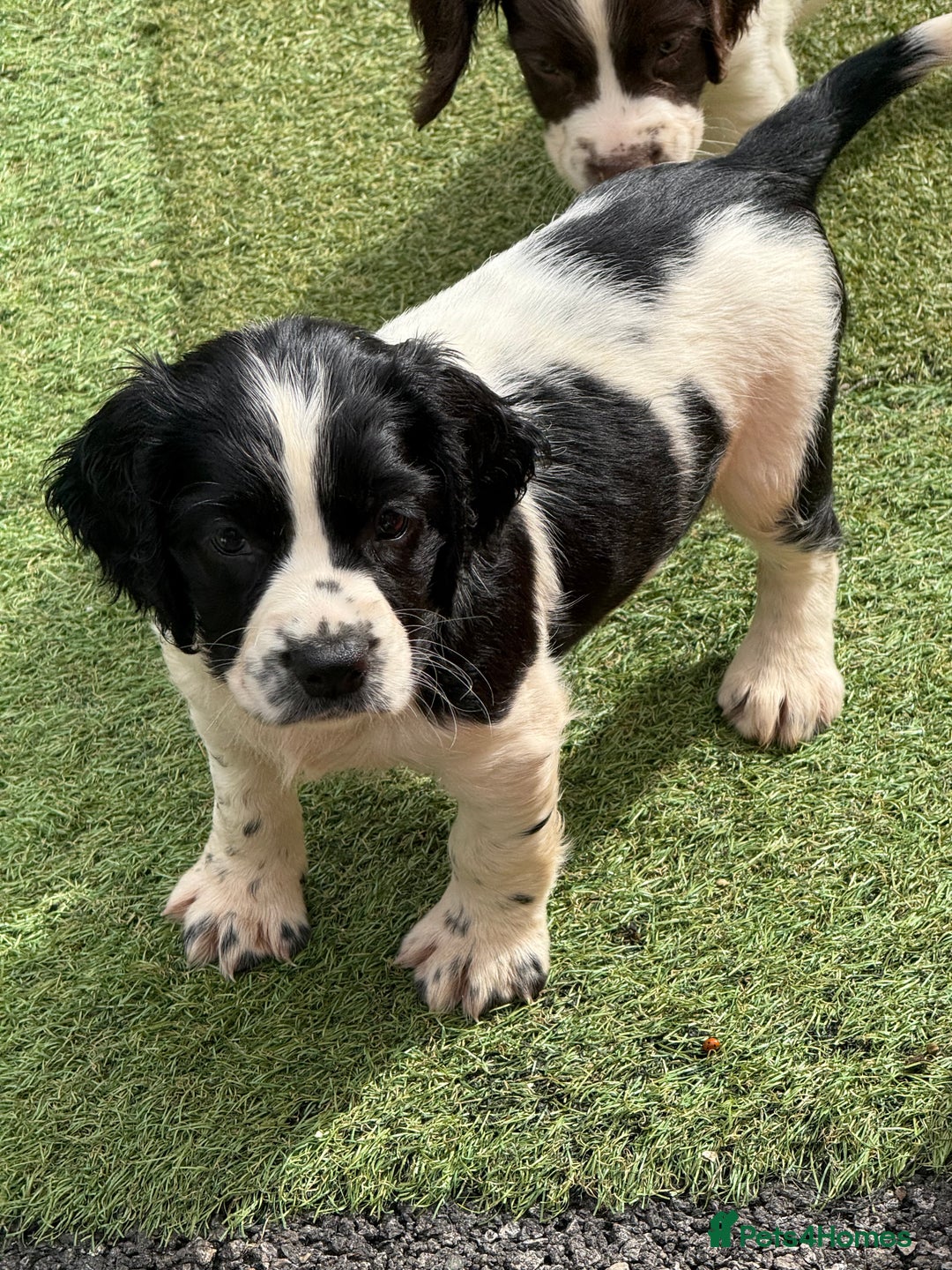 English Springer Spaniel dogs for sale: Stunning kc reg dna tested  - Image 13