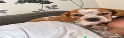 Mixed Breed dogs for sale: 6 month old pup  - Advert 16