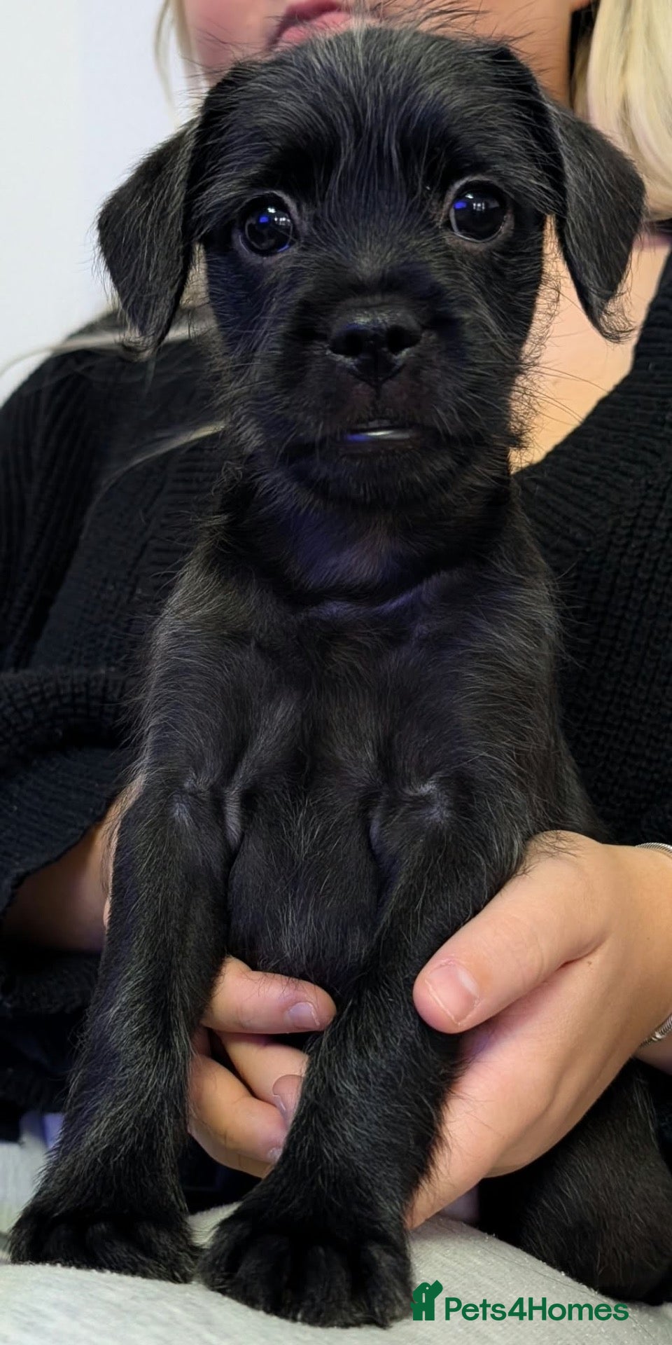 Mixed Breed dogs Ready Now LAST BOY French bulldog x cockapoo - Advert 1