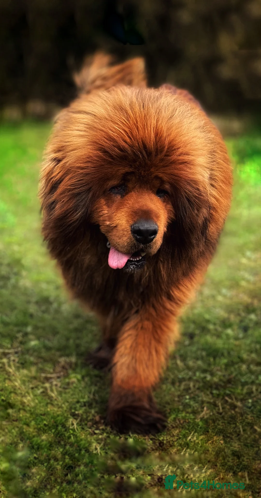 Tibetan Mastiff dogs for sale: Ready now: Outstanding Tibetan Mastiff Puppies - Advert 13