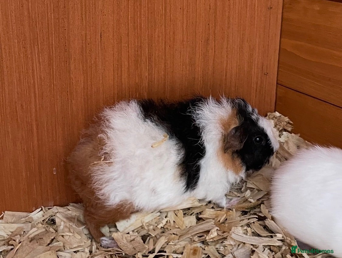 Guinea Pig rodents Tri colour Teddy Girl and Teddy x Swiss Girl & Boy - Advert 2