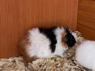 Guinea Pig rodents Teddy x Swiss Boy Guinea Boy - Advert 2