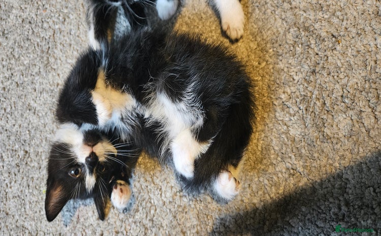 Mixed Breed cats - Advert 12