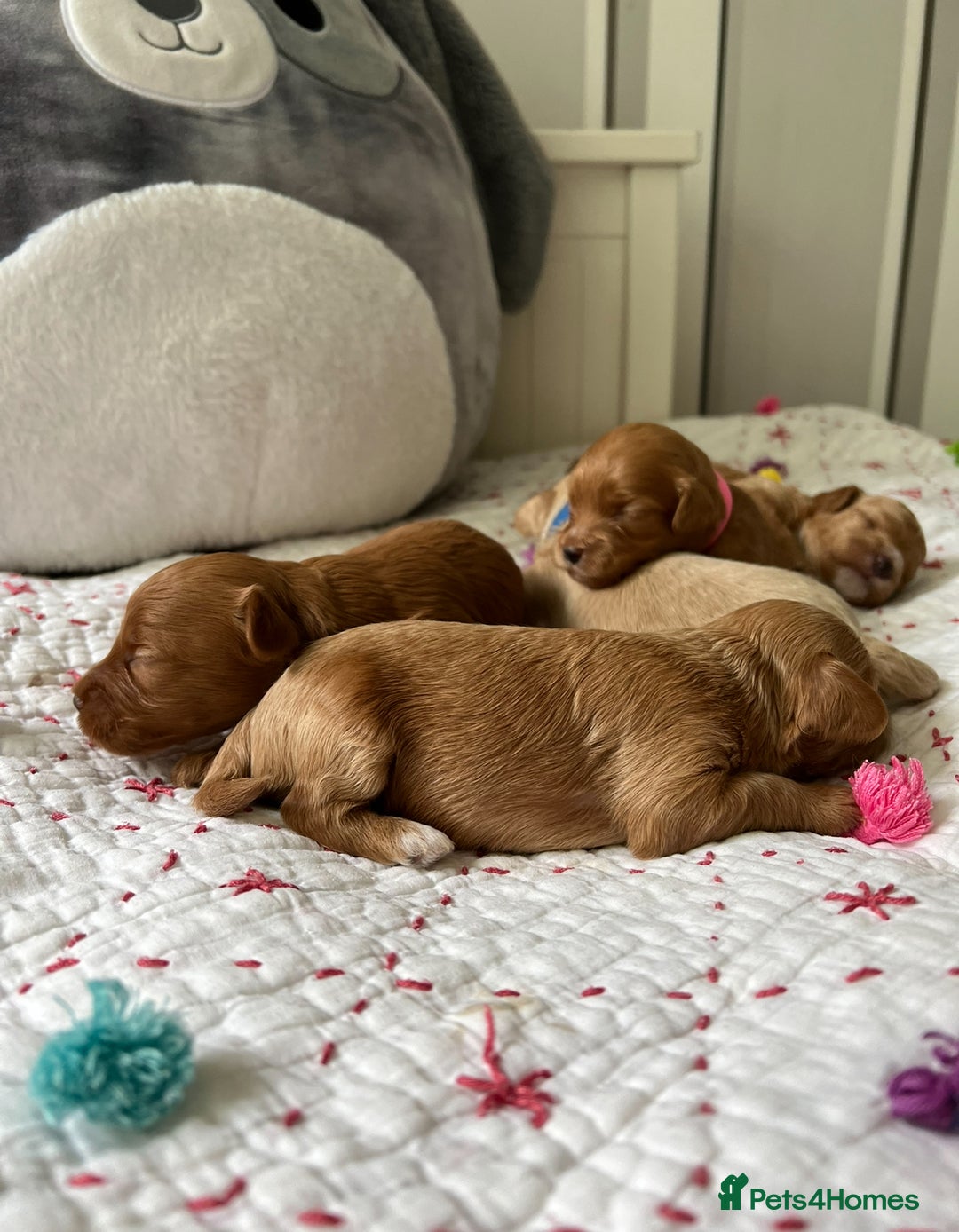 Maltipoo dogs for sale: *** Tiny Korean Maltipoo Babies *** - Image 11