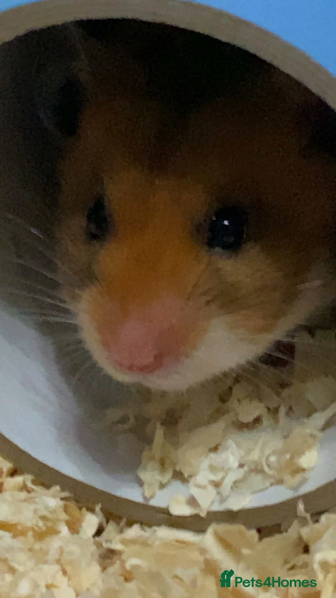 Hamster rodents for sale: Robin the hamster  - Advert 3