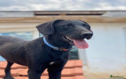 Mixed Breed dogs for adoption: Brave Bruno is Ready for His Forever Family! 🤎 - Image 3