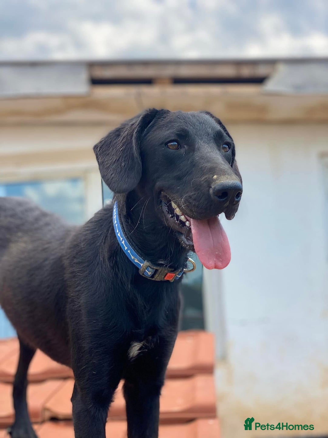 Mixed Breed dogs for adoption: Brave Bruno is Ready for His Forever Family! 🤎 - Image 3