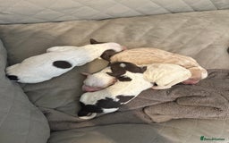 Mixed Breed dogs for sale: Springerpoo pups  - Image 5