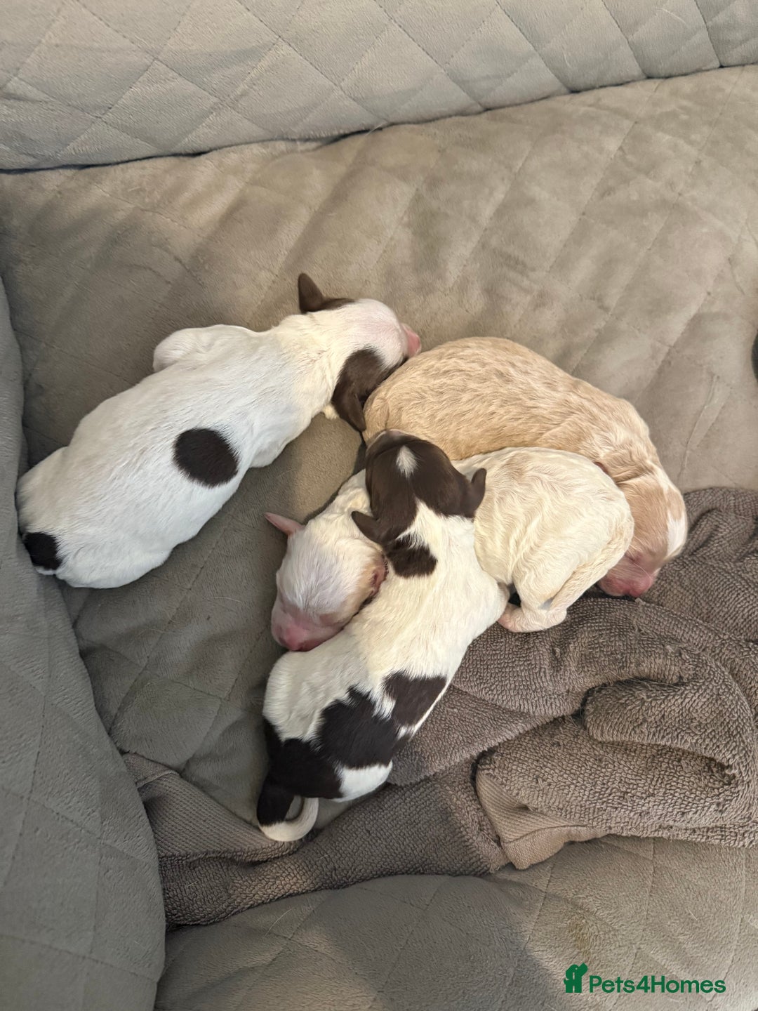 Mixed Breed dogs for sale: Springerpoo pups  - Image 5