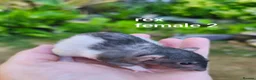 Rat rodents for sale: Beautiful Dumbo rex rats - Advert 8