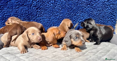 Dachshund dogs - Advert 9
