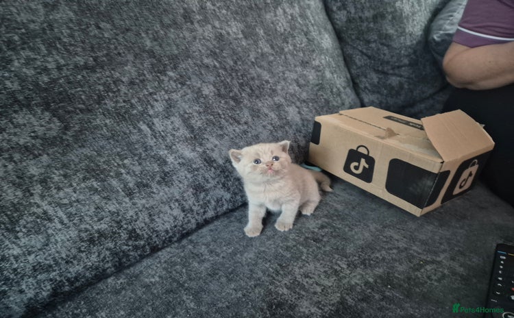 British Shorthair cats - Advert 4