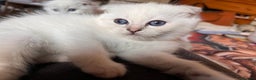 Ragdoll cats for sale: 🐾 Adorable Ragdoll Cross Kittens 🐾 - Advert 5