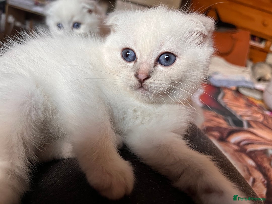 Ragdoll cats for sale: 🐾 Adorable Ragdoll Cross Kittens 🐾 - Advert 5