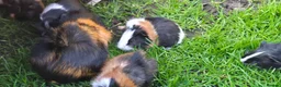Guinea Pig rodents for sale: Baby Guinea pig's Boys - Advert 2