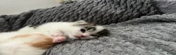 Mixed Breed cats for sale: 5 beautiful kittens looking for a forever home❤️ - Advert 15