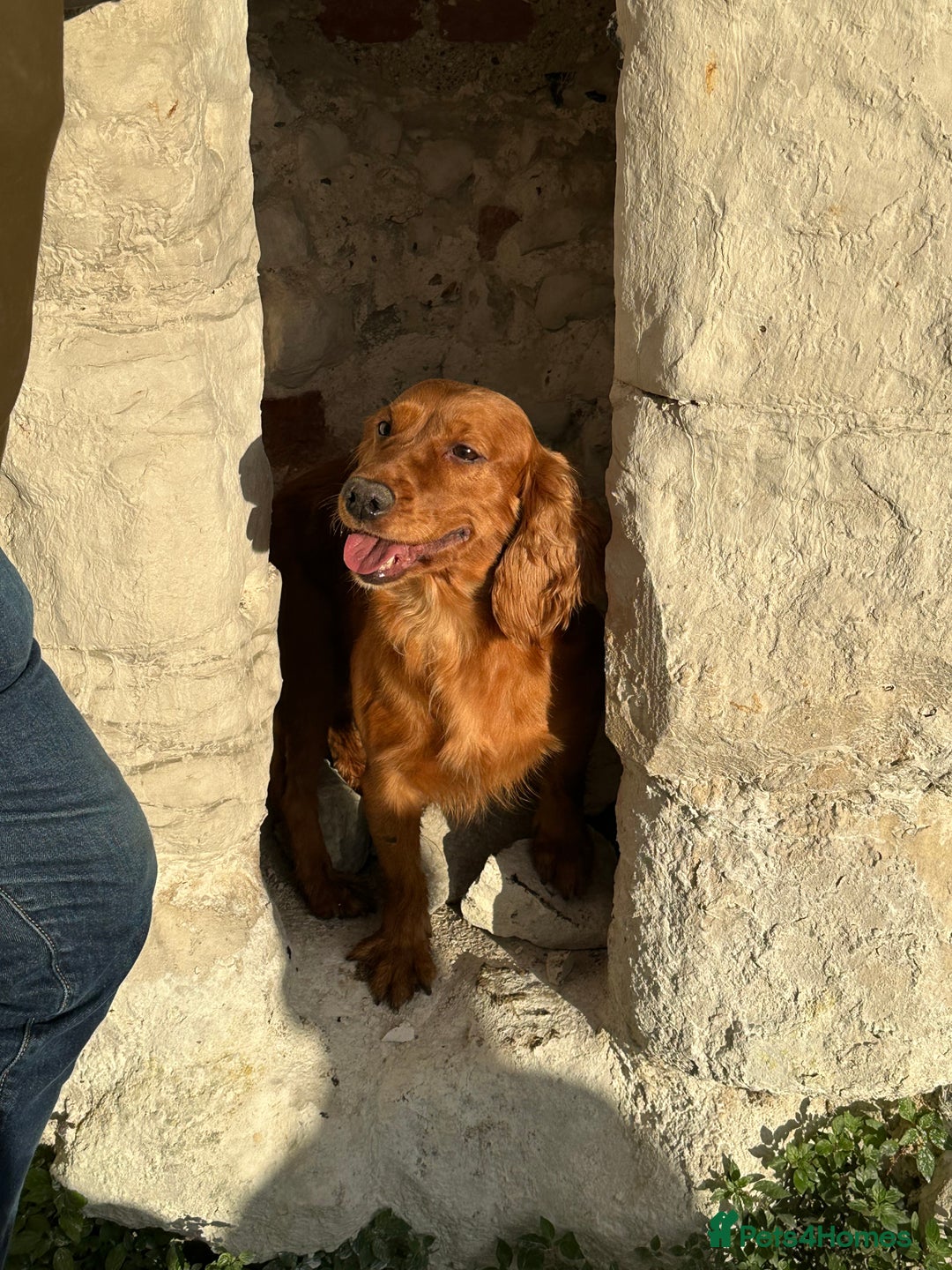 Cocker Spaniel dogs for sale: Extensively Health Tested KC Cocker Spaniels  - Advert 18