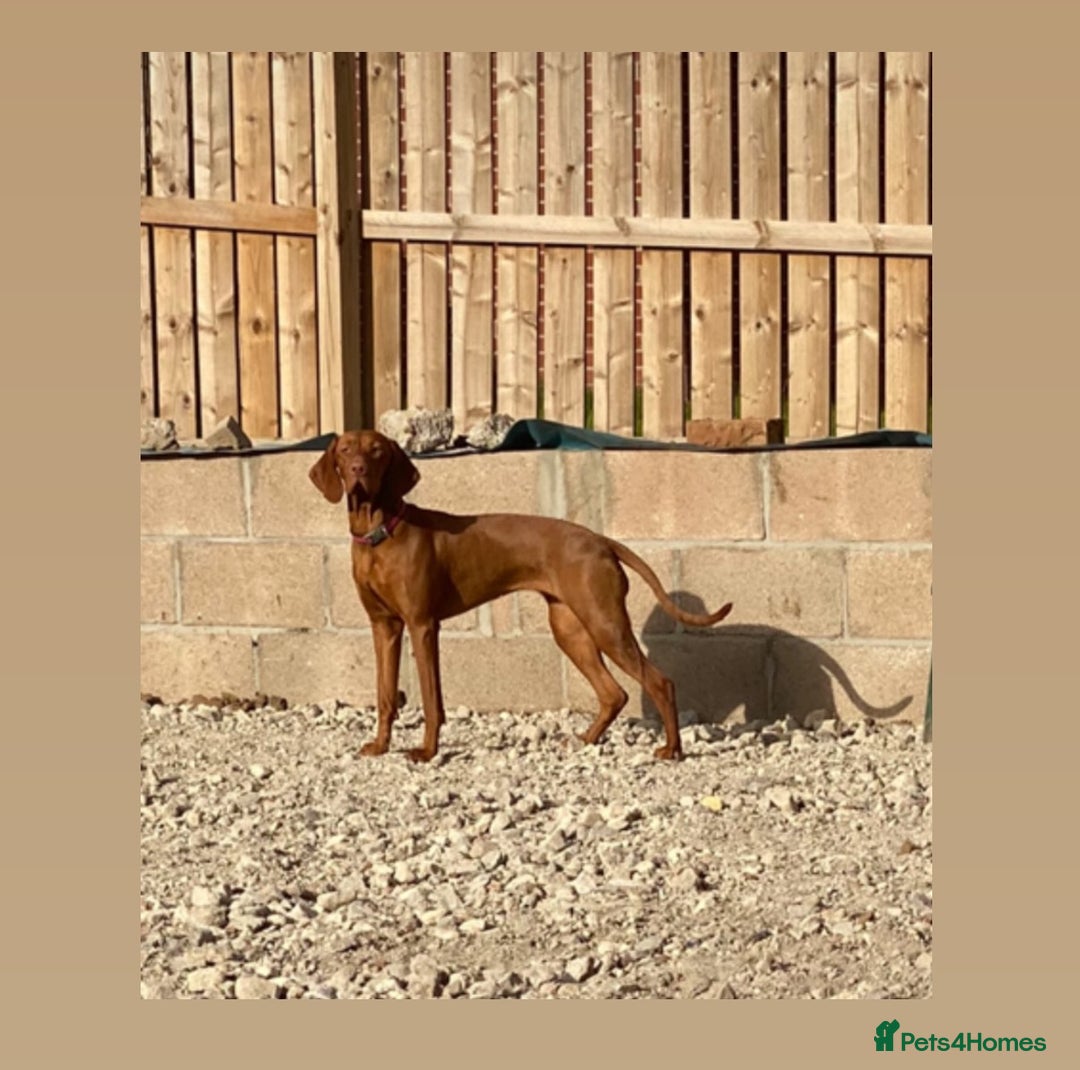 Hungarian Vizsla dogs for sale: Hungarian Vizsla Puppies – Prime Pedigree - Advert 2