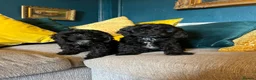 Cockapoo dogs for sale: REDUCED Cockapoo puppies health tested parents   - Advert 7