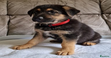 German Shepherd dogs - Advert 4