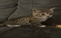 Bengal cats for sale: 3 5 week old kittens  - Image 2