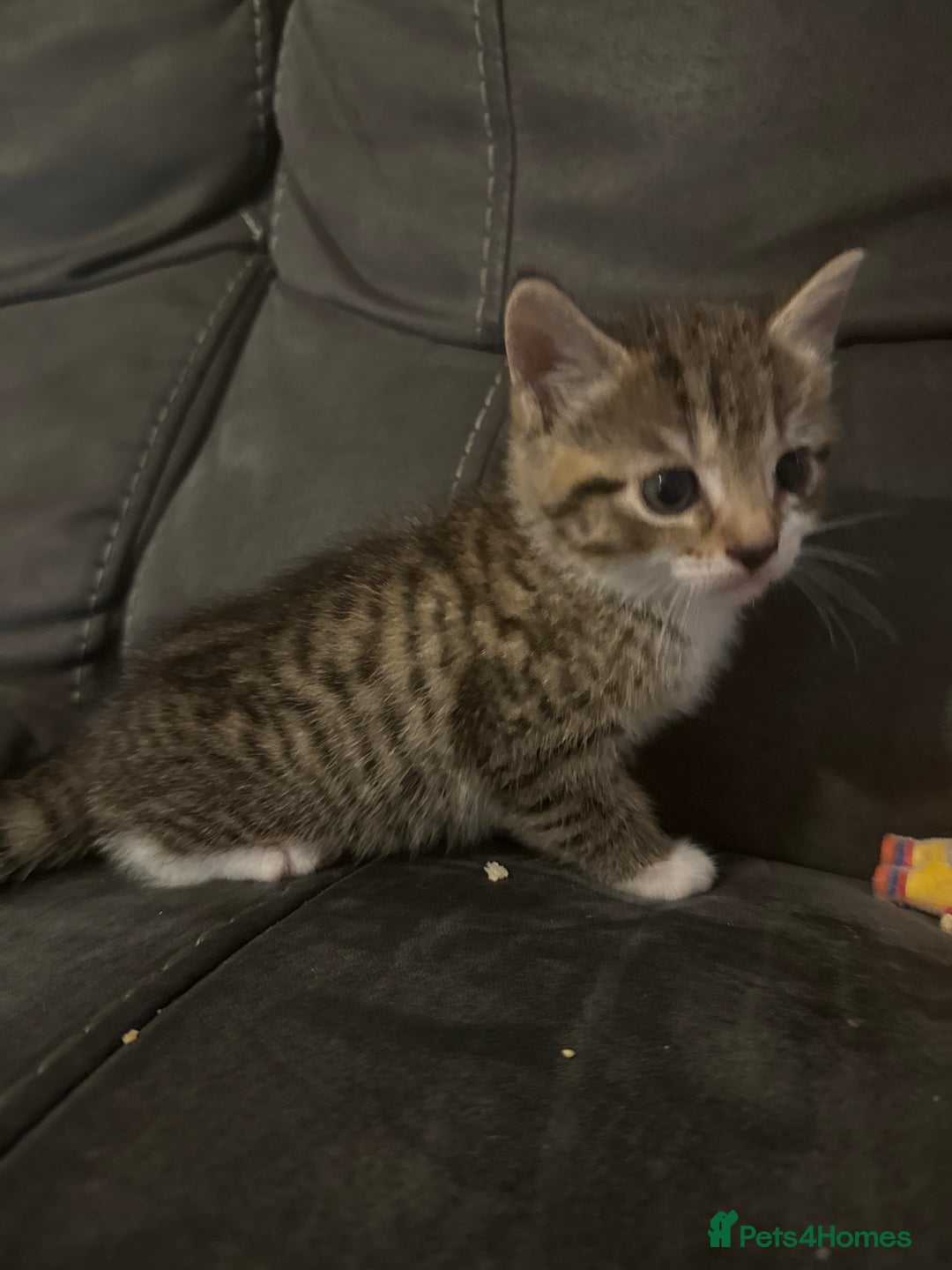 Bengal cats for sale: 3 5 week old kittens  - Image 2