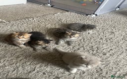 British Longhair cats for sale: British long hair x Persian kittens - Image 4
