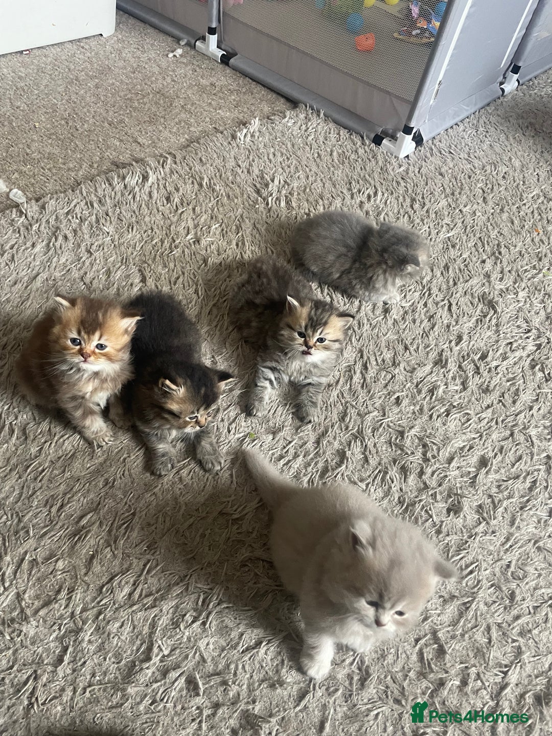 British Longhair cats for sale: British long hair x Persian kittens - Image 4