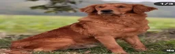 Golden Retriever dogs for sale: Last boy KC Red Golden Retriever - Advert 10