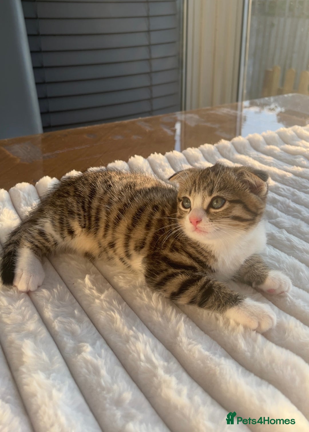 Scottish Fold cats for sale: Scottish Fold/ ALL PRICE NEGOTIABLE! 🐾  - Image 8