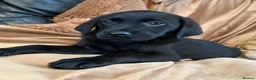 Goldador dogs for sale: Stunning black goldador puppies - Advert 8