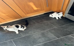 British Shorthair cats for sale: Coco and Dave - Image 4