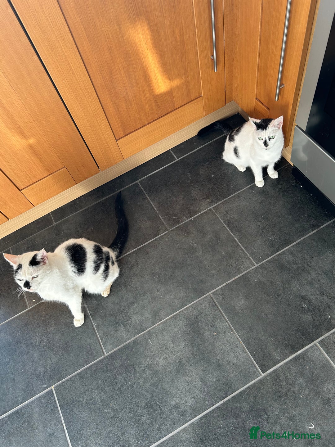 British Shorthair cats for sale: Coco and Dave - Image 4