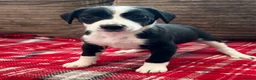 Mixed Breed dogs for sale: 🐾✨ TWO Border Collie x Blue Heeler Pups left ✨🐾 - Advert 10