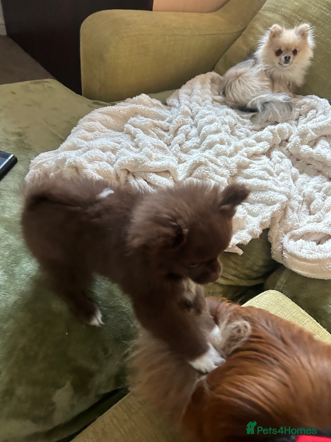 Pomeranian dogs for sale: 1 stunning rare markings Pom ready now  - Advert 37