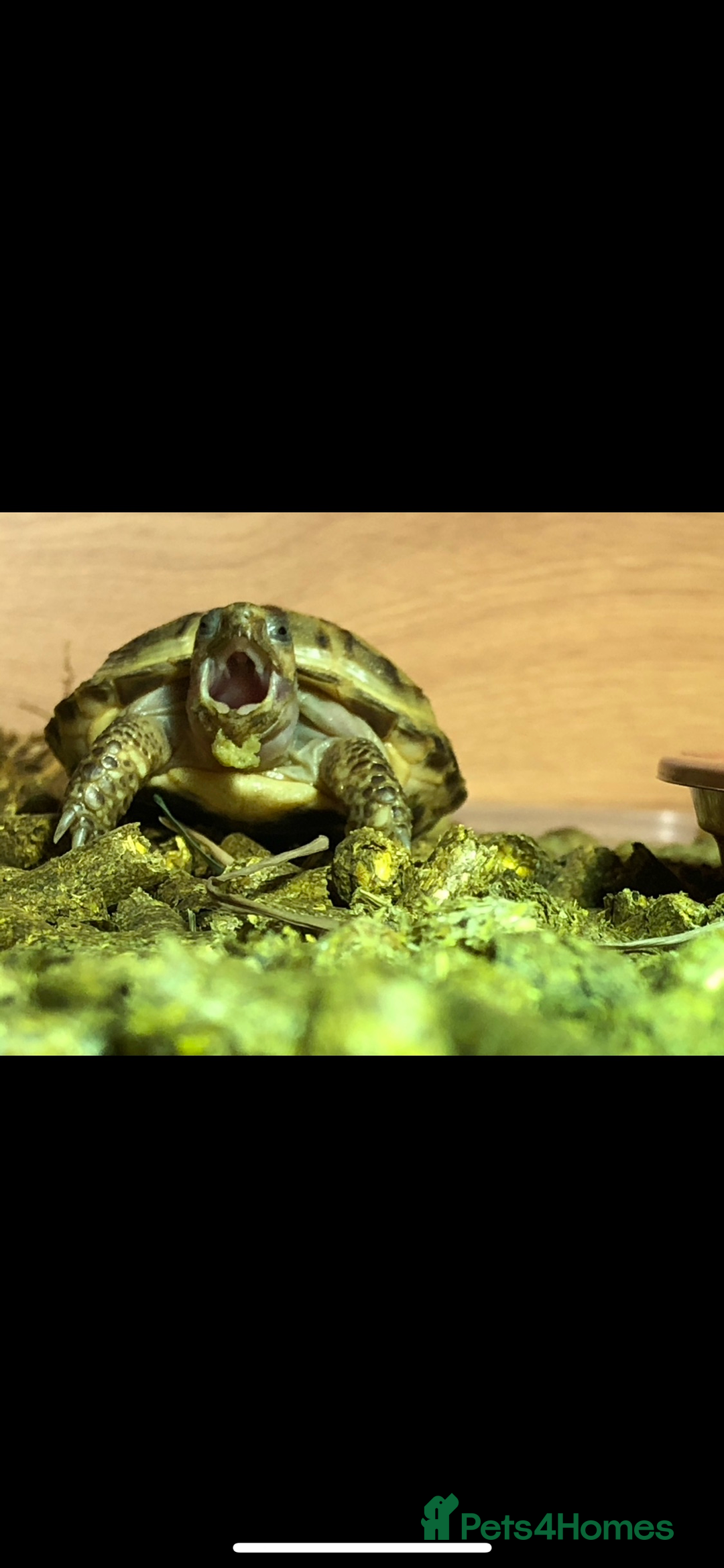 Tortoise reptiles for sale: 2 horsefield tortoises need rehoming!  - Image 7