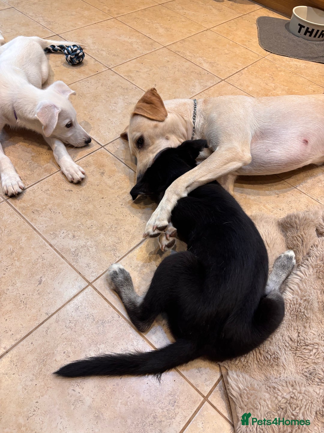 Mixed Breed dogs for sale: Huskador puppies (last little girl) in Shipley - Image 12