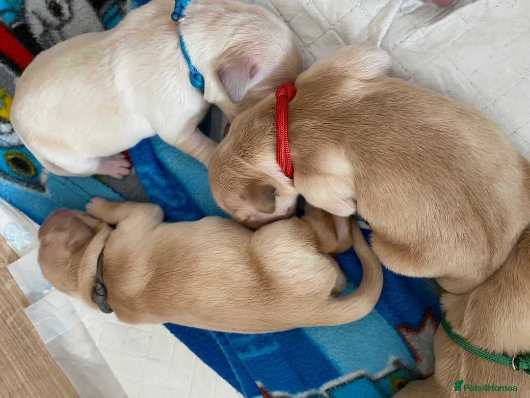 Golden Retriever dogs for sale: 🐾Sweet Golden Retriever Puppies-5 generation KC🐾 - Image 13
